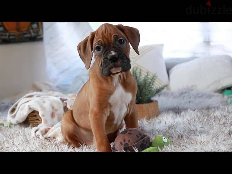 boxer special breed 4