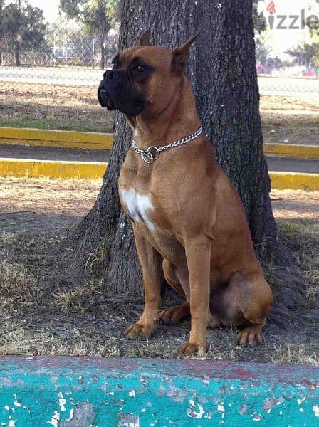 boxer special breed 5