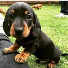 Imported Black & Tan Dachshund puppy pure breed Dog كلاب  Delivery