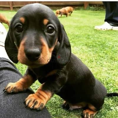 Imported Mini Black & Tan Dachshund puppy pure breed Dog كلاب