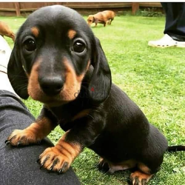 Imported Black & Tan Dachshund puppy pure breed Dog كلاب  Delivery 0