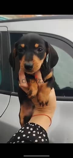 Imported Black & tan Dachshund puppy pure breed Dog Delivery كلاب