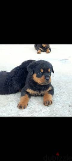 rottweiler