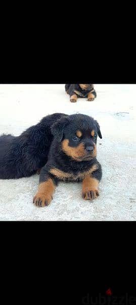 rottweiler hight quality 0