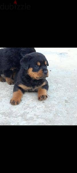 rottweiler hight quality 1