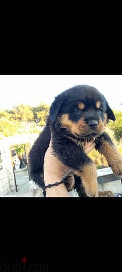 rottweiler