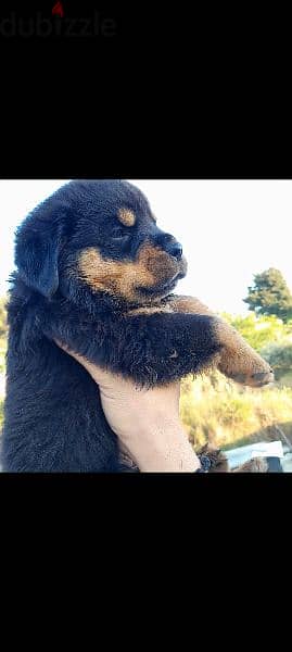 rottweiler hight quality 4