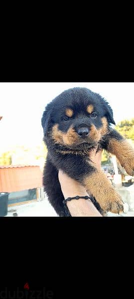 rottweiler hight quality 5