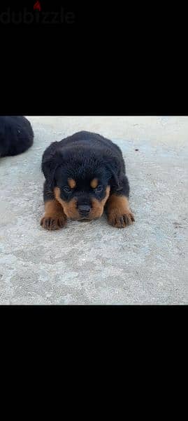 rottweiler hight quality 6