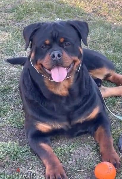 rottweiler hight quality 7