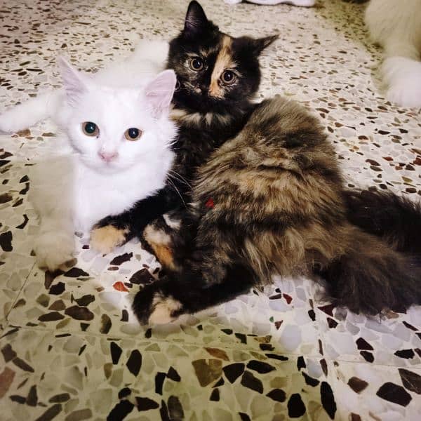 persian cats 1