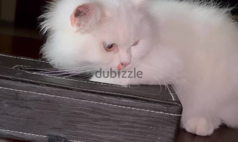 persian cat for mating 1