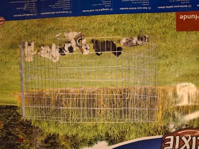 Enclosure for Dogs