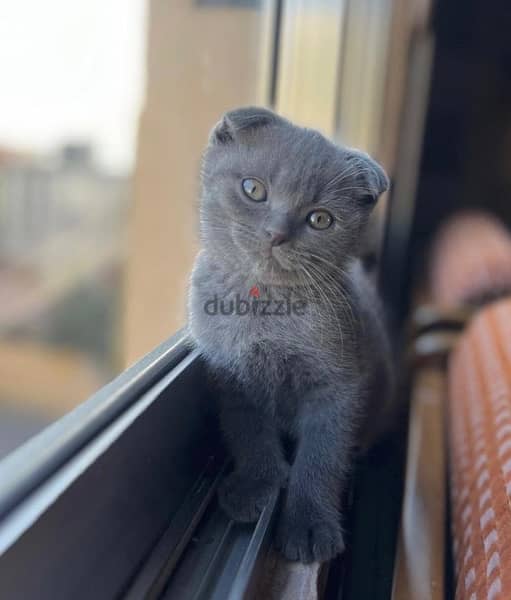 british female and Scottish fold male for sale 1