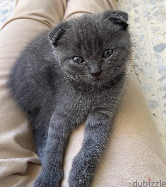 british female and Scottish fold male for sale 2