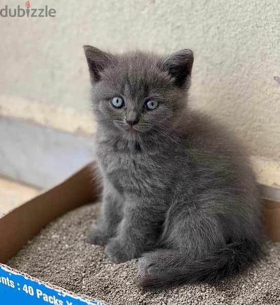 british female and Scottish fold male for sale 0