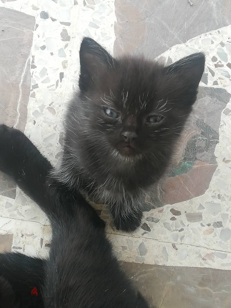 FREE FOR ADOPTION للتبني 5