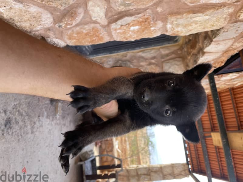 black malinois puppies 0