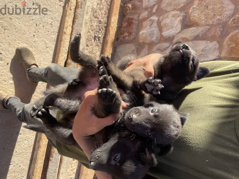 black malinois puppies 1