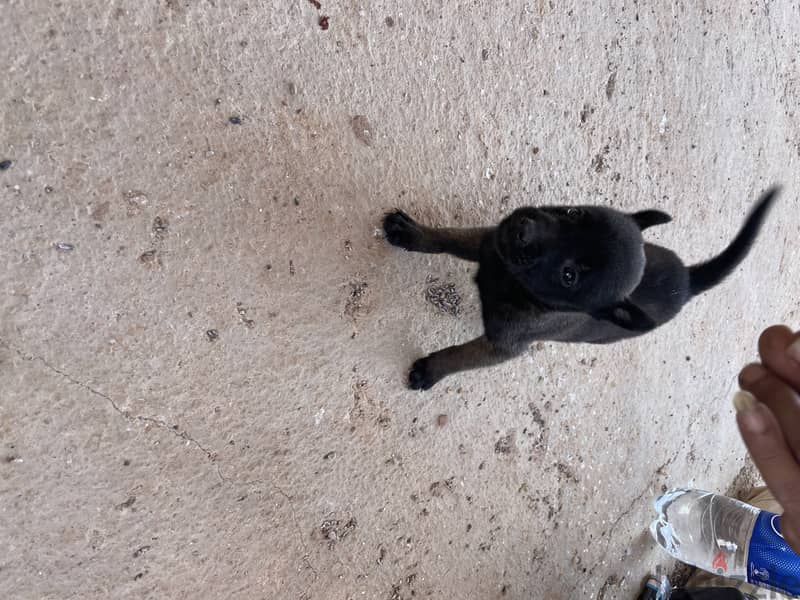 black malinois puppies 2