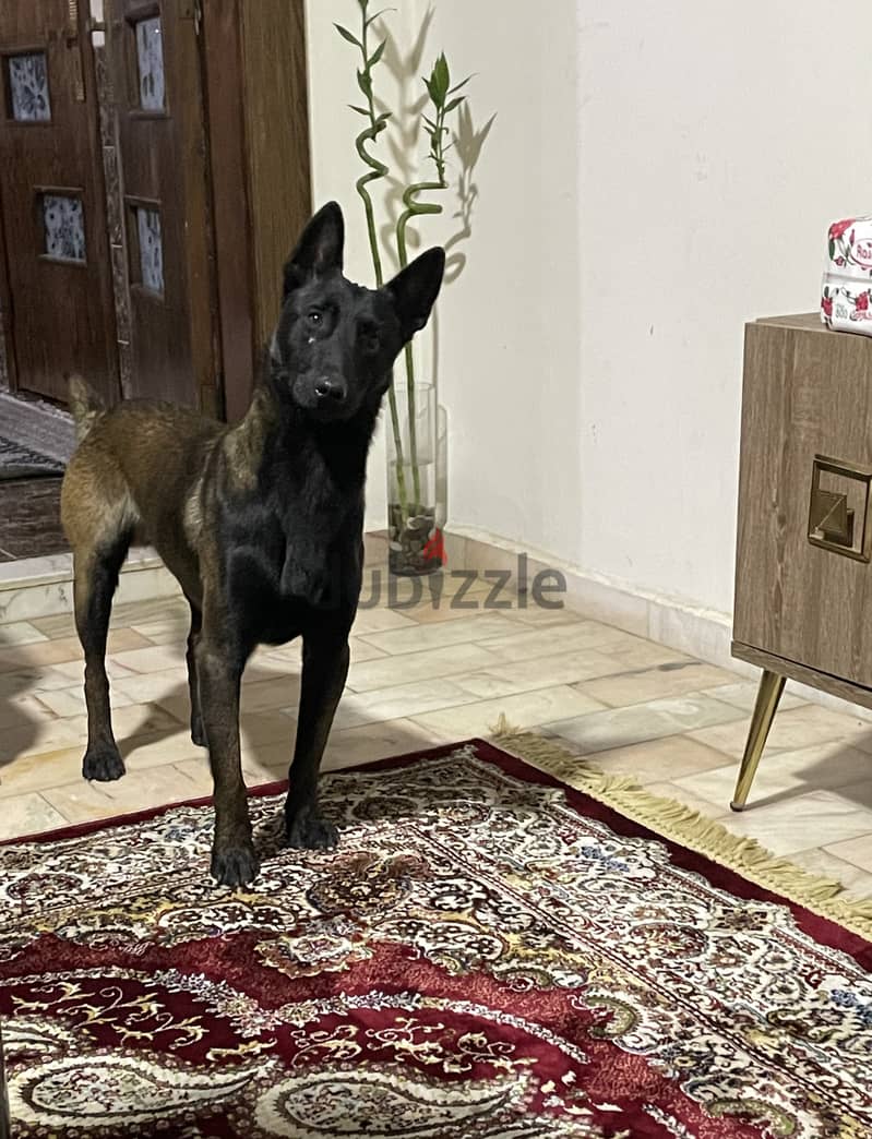 black malinois puppies 3