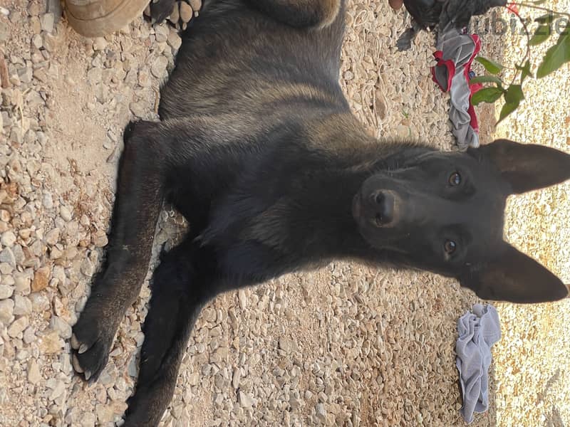 black malinois puppies 4