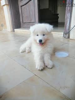 samoyed puppy