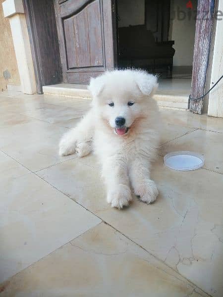 samoyed puppy 0