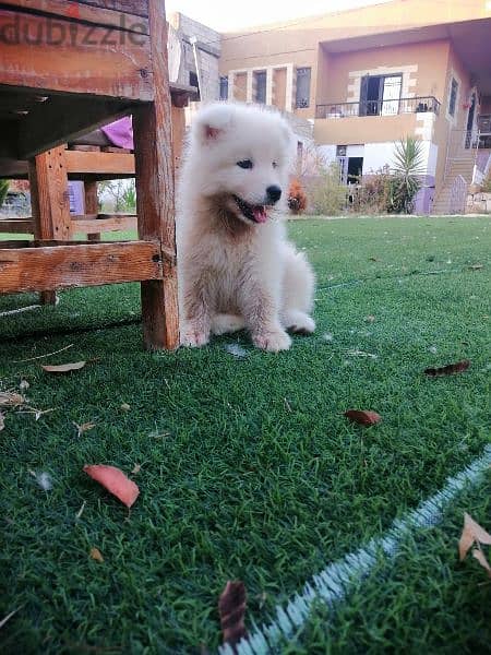 samoyed puppy 1