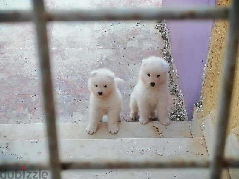 samoyed puppy 2