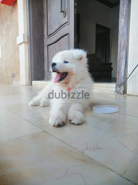 samoyed puppy 3