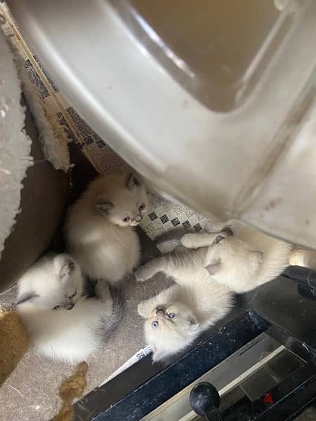 Scottish, Scottish fold and british kittens 1