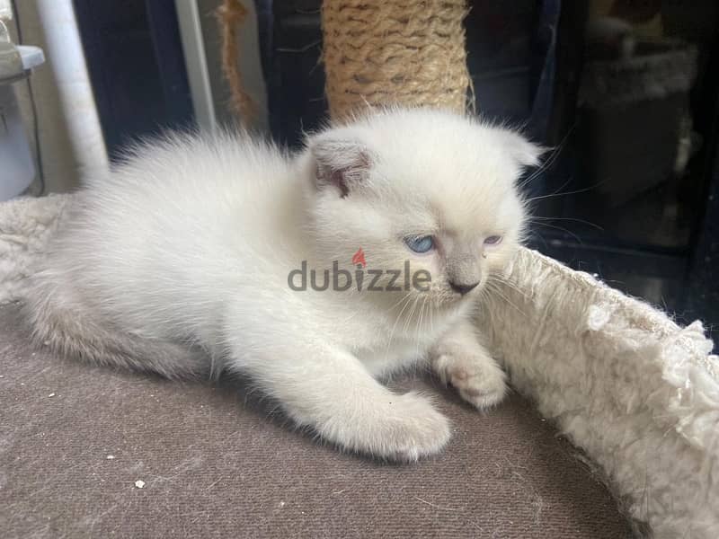 Scottish, Scottish fold and british kittens 3