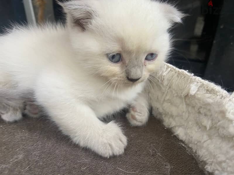 Scottish, Scottish fold and british kittens 4