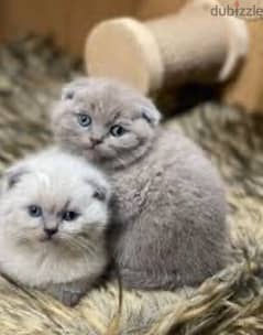 grey/ blue point/ lilac scottish fold /قطط