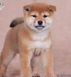 shiba