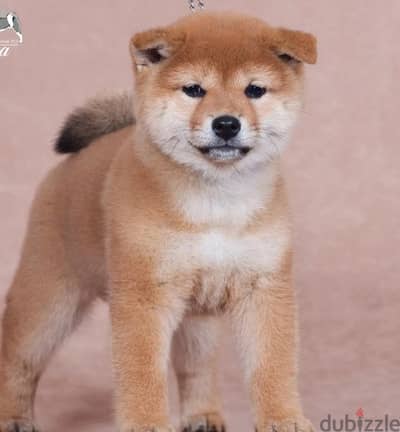 shiba inu