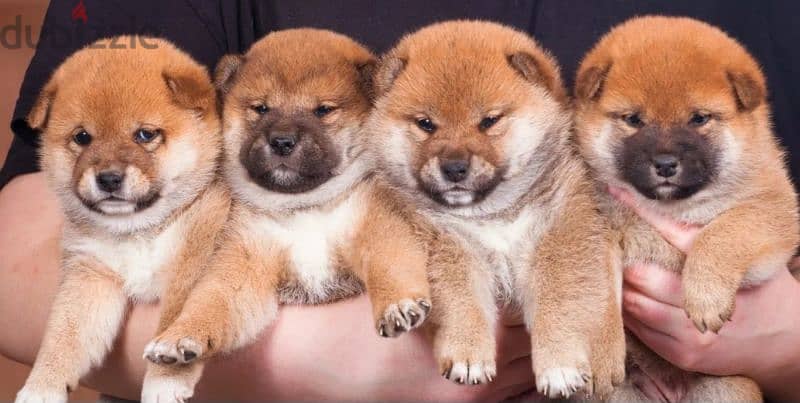 shiba inu 1