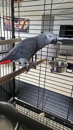 Kasko parrot with cage