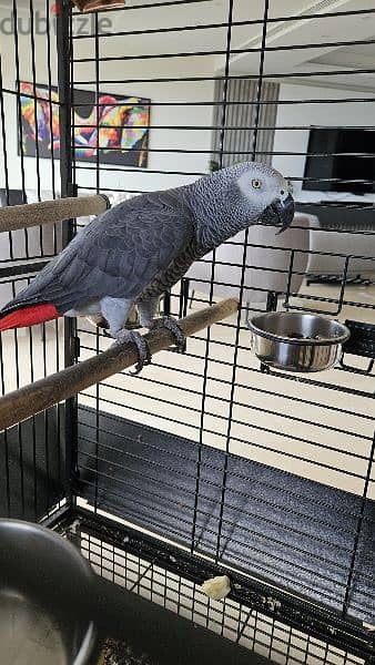 Kasko parrot with cage 0