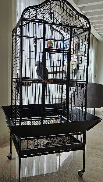 Kasko parrot with cage 2