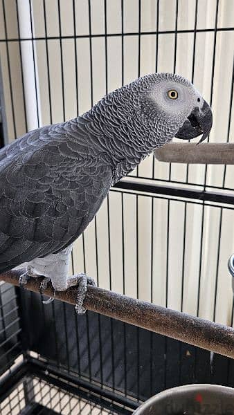 Kasko parrot with cage 3