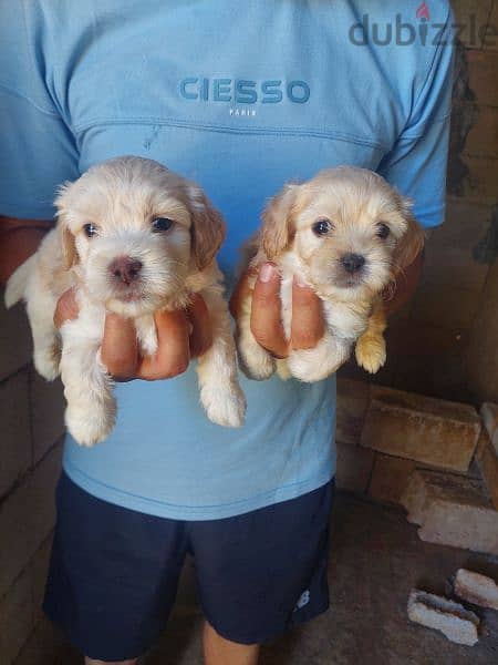 bichon for sale 2