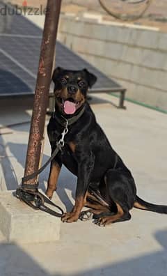 Female rottweiler