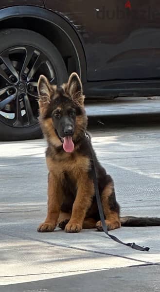 Pure German shepherd puppy / dog/كلاب 3