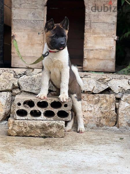 Top breed line American akita male and female for sale 0