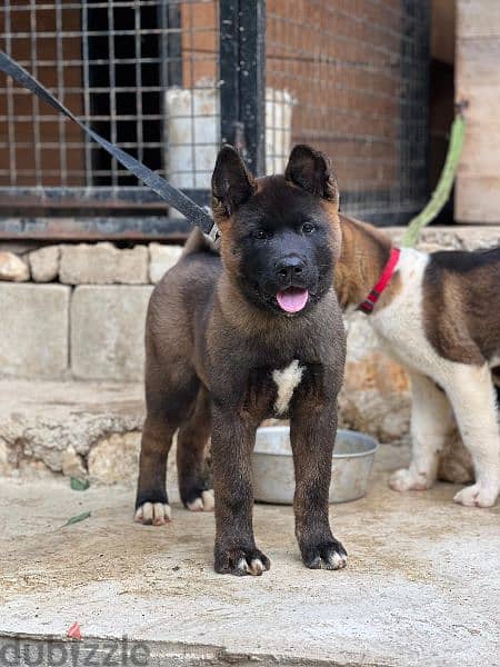 Top breed line American akita male and female for sale 1