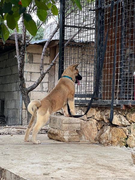 Top breed line American akita male and female for sale 2