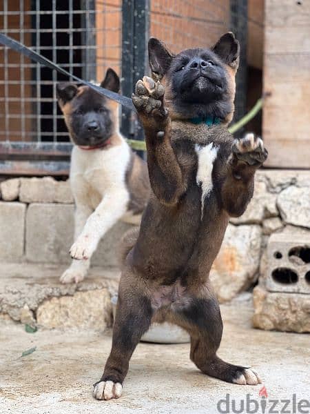 Top breed line American akita male and female for sale 3