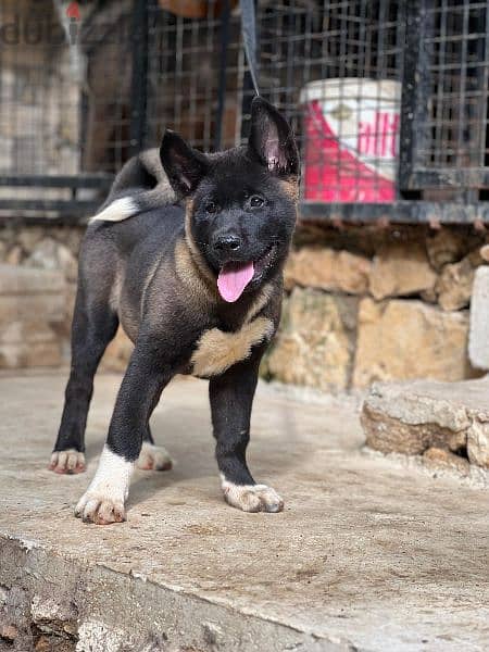 Top breed line American akita male and female for sale 4